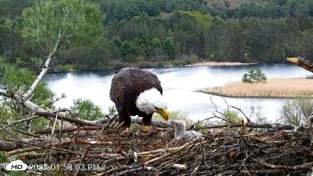 VINS Bald Eagles Nest Live Cams - May 8, 2026, 1:58pm EDT