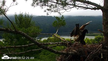 VINS Bald Eagles Nest Live Cams - Jul 8, 2026, 8:53am EDT