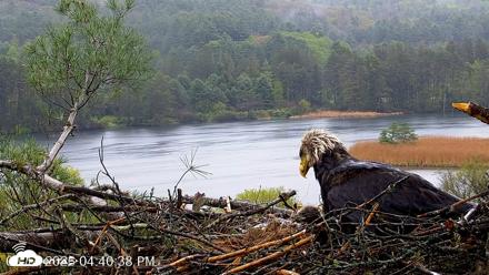 VINS Bald Eagles Nest Live Cams - May 14, 2026, 4:41pm EDT