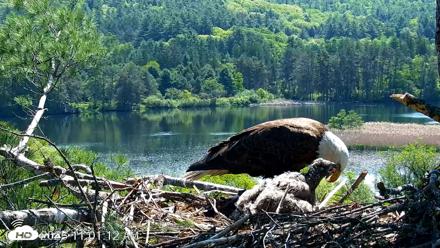 VINS Bald Eagles Nest Live Cams - May 26, 2026, 11:02am EDT