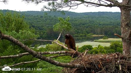 VINS Bald Eagles Nest Live Cams - Jul 18, 2026, 7:30am EDT