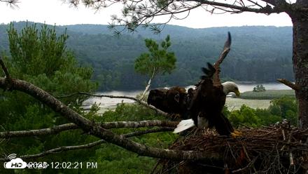 VINS Bald Eagles Nest Live Cams - Jul 16, 2026, 12:03pm EDT