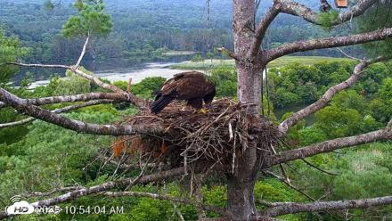 VINS Bald Eagles Nest Live Cams - Jul 29, 2026, 10:56am EDT
