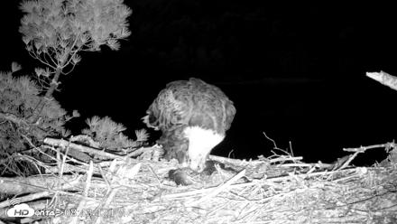 VINS Bald Eagles Nest Live Cams - May 11, 2026, 8:44pm EDT