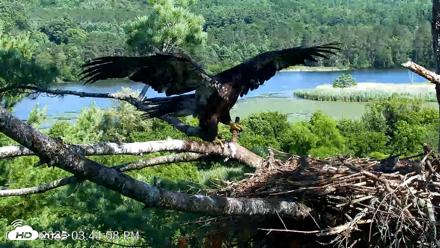 VINS Bald Eagles Nest Live Cams - Jul 23, 2026, 3:44pm EDT