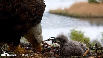 VINS Bald Eagles Nest Live Cams - May 13, 2026, 1:09pm EDT