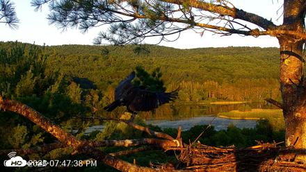 VINS Bald Eagles Nest Live Cams - Jul 20, 2026, 7:48pm EDT