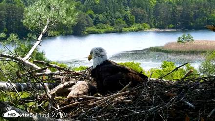 VINS Bald Eagles Nest Live Cams - May 27, 2026, 11:55am EDT