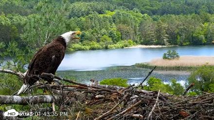 VINS Bald Eagles Nest Live Cams - May 30, 2026, 1:44pm EDT