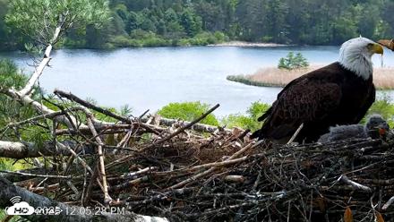 VINS Bald Eagles Nest Live Cams - May 20, 2026, 12:06pm EDT