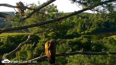 VINS Bald Eagles Nest Live Cams - Jul 23, 2026, 7:10am EDT