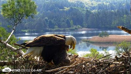 VINS Bald Eagles Nest Live Cams - May 19, 2026, 9:02am EDT