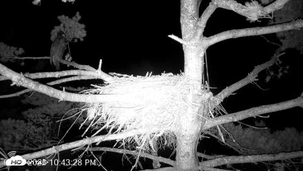 VINS Bald Eagles Nest Live Cams - Jul 26, 2026, 10:44pm EDT