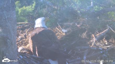 VINS Bald Eagles Nest Live Cams - May 12, 2026, 5:06pm EDT