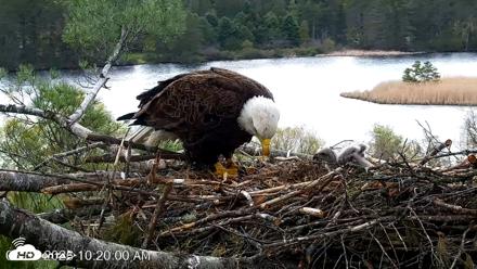 VINS Bald Eagles Nest Live Cams - May 8, 2026, 10:20am EDT
