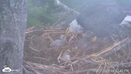 VINS Bald Eagles Nest Live Cams - May 3, 2026, 4:18pm EDT