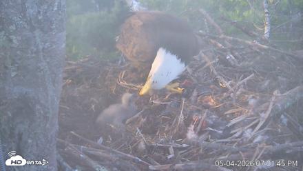 VINS Bald Eagles Nest Live Cams - May 4, 2026, 7:02pm EDT