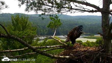 VINS Bald Eagles Nest Live Cams - Jul 6, 2026, 11:34am EDT