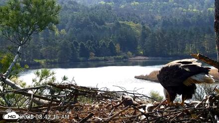 VINS Bald Eagles Nest Live Cams - May 5, 2026, 8:43am EDT