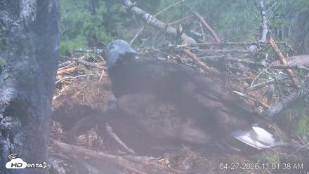 VINS Bald Eagles Nest Live Cams - Apr 27, 2026, 11:02am EDT