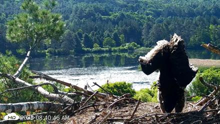 VINS Bald Eagles Nest Live Cams - Jun 16, 2026, 8:41am EDT