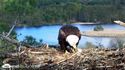 VINS Bald Eagles Nest Live Cams - May 8, 2026, 5:43pm EDT