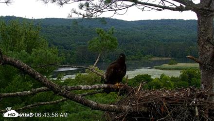 VINS Bald Eagles Nest Live Cams - Jul 18, 2026, 6:44am EDT