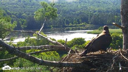 VINS Bald Eagles Nest Live Cams - Jul 23, 2026, 8:51am EDT