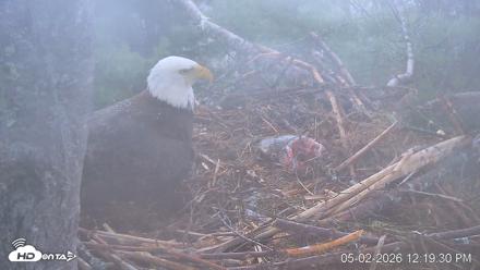VINS Bald Eagles Nest Live Cams - May 2, 2026, 12:20pm EDT