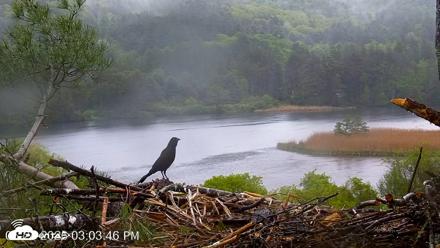 VINS Bald Eagles Nest Live Cams - May 24, 2026, 3:04pm EDT