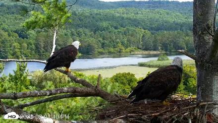 VINS Bald Eagles Nest Live Cams - Aug 22, 2026, 2:02pm EDT