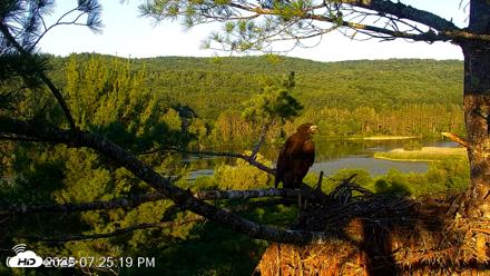 VINS Bald Eagles Nest Live Cams - Jul 11, 2026, 7:25pm EDT
