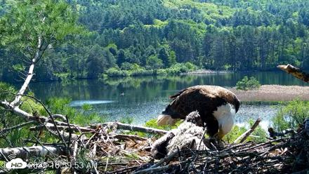 VINS Bald Eagles Nest Live Cams - May 26, 2026, 11:00am EDT