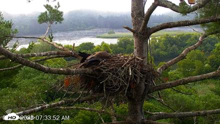 VINS Bald Eagles Nest Live Cams - Jul 27, 2026, 7:34am EDT