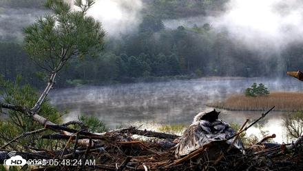 VINS Bald Eagles Nest Live Cams - May 7, 2026, 5:49am EDT