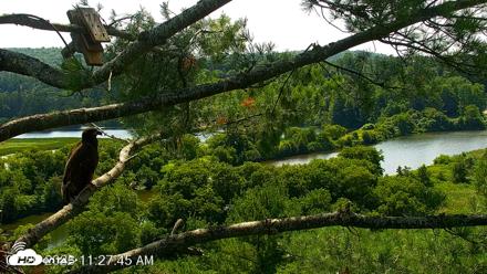VINS Bald Eagles Nest Live Cams - Jul 20, 2026, 11:28am EDT