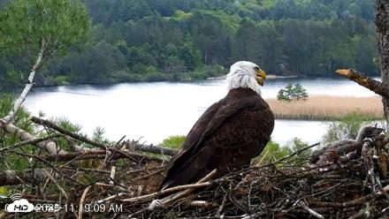 VINS Bald Eagles Nest Live Cams - May 19, 2026, 11:19am EDT