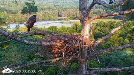 VINS Bald Eagles Nest Live Cams - Aug 16, 2026, 6:45pm EDT