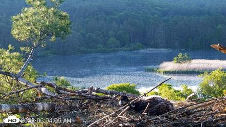 VINS Bald Eagles Nest Live Cams - Jun 3, 2026, 6:04am EDT