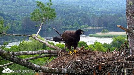 VINS Bald Eagles Nest Live Cams - Jun 30, 2026, 6:02pm EDT