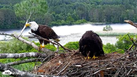 VINS Bald Eagles Nest Live Cams - Jun 20, 2026, 8:52am EDT