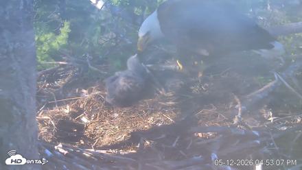 VINS Bald Eagles Nest Live Cams - May 12, 2026, 4:53pm EDT