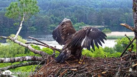 VINS Bald Eagles Nest Live Cams - Jun 26, 2026, 9:38am EDT