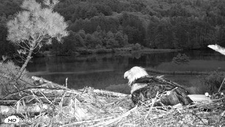 VINS Bald Eagles Nest Live Cams - May 24, 2026, 8:21pm EDT