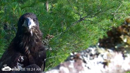 VINS Bald Eagles Nest Live Cams - Jul 26, 2026, 8:19am EDT