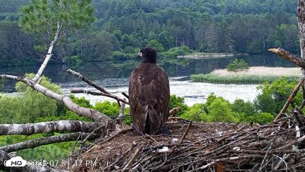 VINS Bald Eagles Nest Live Cams - Jun 25, 2026, 7:52pm EDT