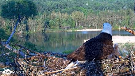 VINS Bald Eagles Nest Live Cams - May 19, 2026, 7:34pm EDT