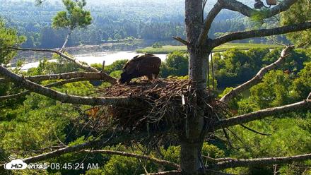 VINS Bald Eagles Nest Live Cams - Aug 12, 2026, 8:46am EDT