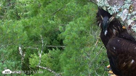 VINS Bald Eagles Nest Live Cams - Jul 29, 2026, 7:38am EDT