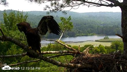 VINS Bald Eagles Nest Live Cams - Jul 16, 2026, 12:20pm EDT